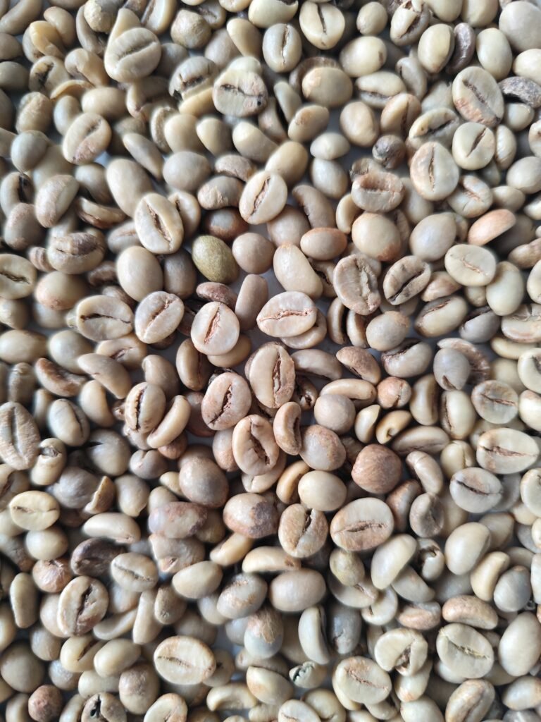 ROBUSTA DAMPIT A